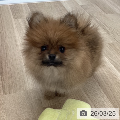 ポメラニアンの写真