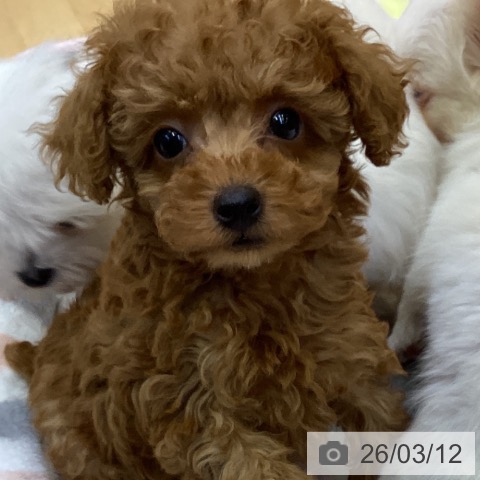 トイ・プードルの写真