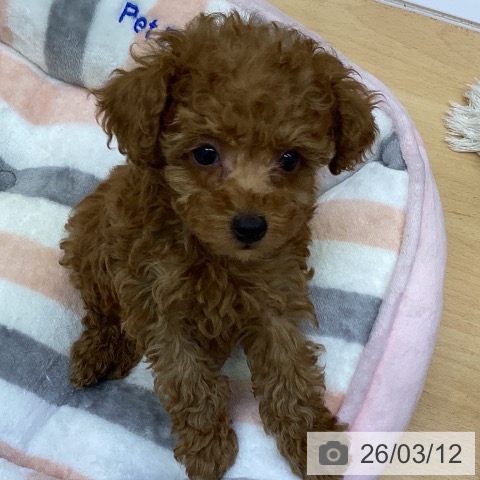 トイ・プードルの写真