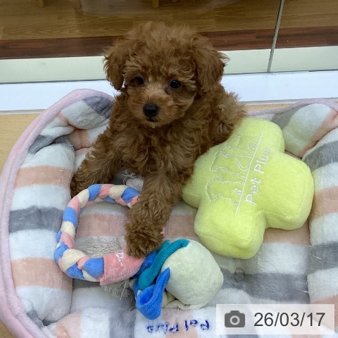 香川県のトイプードル(トイ) (ペットプラス 綾川店/2026年1月6日生まれ/男の子/アプリコット)の子犬の4枚目の画像