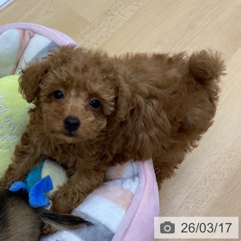 香川県のトイプードル(トイ) (ペットプラス 綾川店/2026年1月6日生まれ/男の子/アプリコット)の子犬の3枚目の画像