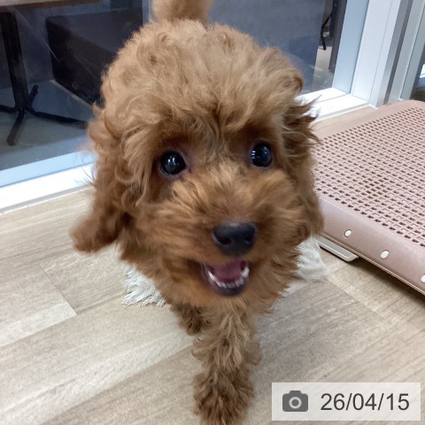 トイ・プードルの写真