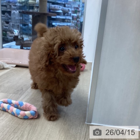 愛媛県のトイプードル(トイ) (ペットプラス 新居浜店/2026年1月6日生まれ/男の子/アプリコット)の子犬の4枚目の画像