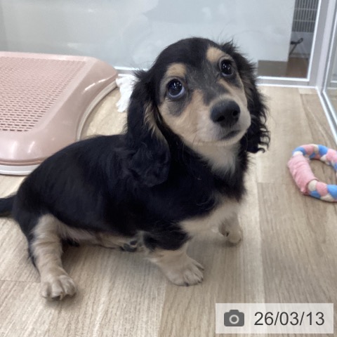 愛媛県のミニチュアダックスフンド(ロング) (ペットプラス 新居浜店/2026年1月5日生まれ/女の子/ブラックイエロー)の子犬の4枚目の画像