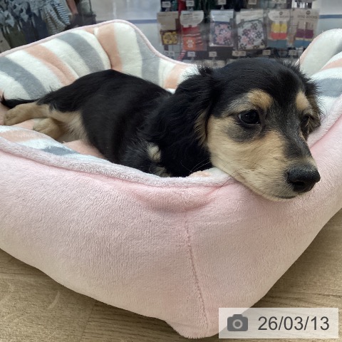 愛媛県のミニチュアダックスフンド(ロング) (ペットプラス 新居浜店/2026年1月5日生まれ/女の子/ブラックイエロー)の子犬の3枚目の画像