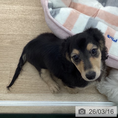 愛媛県のミニチュアダックスフンド(ロング) (ペットプラス 新居浜店/2026年1月5日生まれ/女の子/ブラックイエロー)の子犬の3枚目の画像