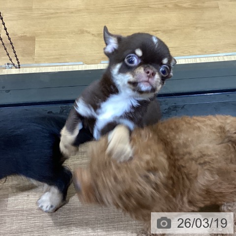 鳥取県のチワワ(ロング) (ペッツワン 日吉津店/2026年1月5日生まれ/男の子/チョコレートクリーム)の子犬の4枚目の画像