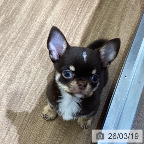 鳥取県のチワワ(ロング) (ペッツワン 日吉津店/2026年1月5日生まれ/男の子/チョコレートクリーム)の子犬の3枚目の画像