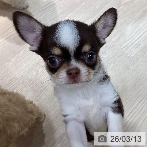 岡山県のチワワ(ロング) (ペットプラス 岡山店/2026年1月5日生まれ/男の子/チョコレートクリームホワイト)の子犬の3枚目の画像