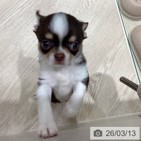 岡山県のチワワ(ロング) (ペットプラス 岡山店/2026年1月5日生まれ/男の子/チョコレートクリームホワイト)の子犬の2枚目の画像