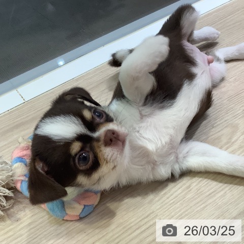 岡山県のチワワ(ロング) (ペットプラス 岡山店/2026年1月5日生まれ/男の子/チョコレートクリームホワイト)の子犬の4枚目の画像