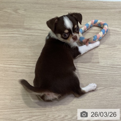 岡山県のチワワ(ロング) (ペットプラス 岡山店/2026年1月5日生まれ/男の子/チョコレートクリームホワイト)の子犬の3枚目の画像