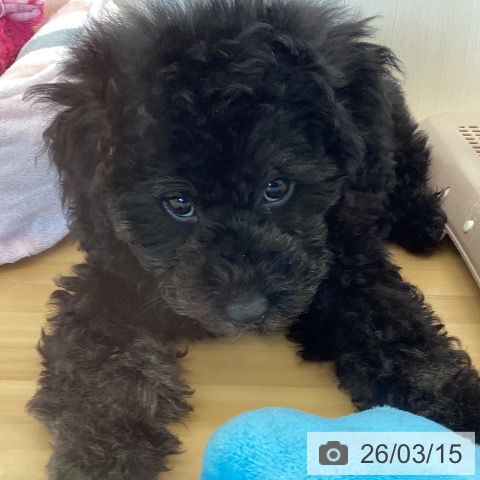 香川県のトイプードル(トイ) (ペットプラス 高松店/2026年1月1日生まれ/男の子/シルバー)の子犬の3枚目の画像