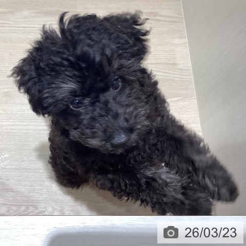 岡山県のトイプードル(トイ) (ペットプラス 岡山店/2026年1月1日生まれ/男の子/シルバー)の子犬の4枚目の画像