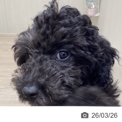 岡山県のトイプードル(トイ) (ペットプラス 岡山店/2026年1月1日生まれ/男の子/シルバー)の子犬の3枚目の画像