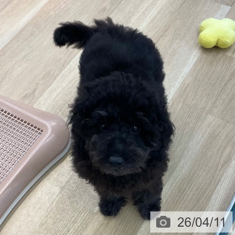 愛媛県のトイプードル(トイ) (ペットプラス 新居浜店/2026年1月1日生まれ/男の子/シルバー)の子犬の4枚目の画像