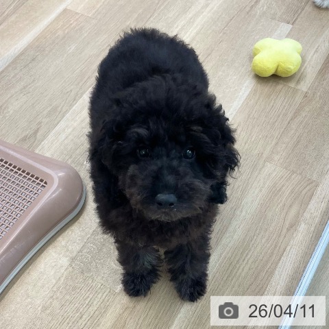 愛媛県のトイプードル(トイ) (ペットプラス 新居浜店/2026年1月1日生まれ/男の子/シルバー)の子犬の3枚目の画像