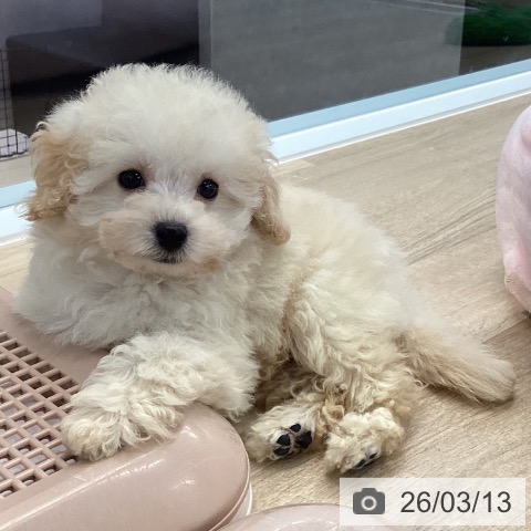 愛媛県のトイプードル(トイ) (ペットプラス 新居浜店/2026年1月1日生まれ/女の子/クリーム)の子犬の4枚目の画像