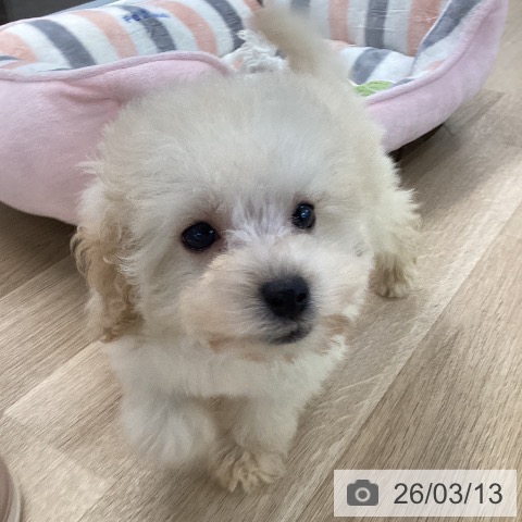 愛媛県のトイプードル(トイ) (ペットプラス 新居浜店/2026年1月1日生まれ/女の子/クリーム)の子犬の3枚目の画像