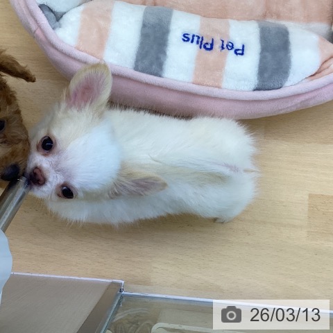 香川県のチワワ(ロング) (ペットプラス 綾川店/2026年1月4日生まれ/男の子/クリーム)の子犬の4枚目の画像