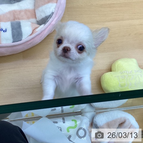 香川県のチワワ(ロング) (ペットプラス 綾川店/2026年1月4日生まれ/男の子/クリーム)の子犬の3枚目の画像