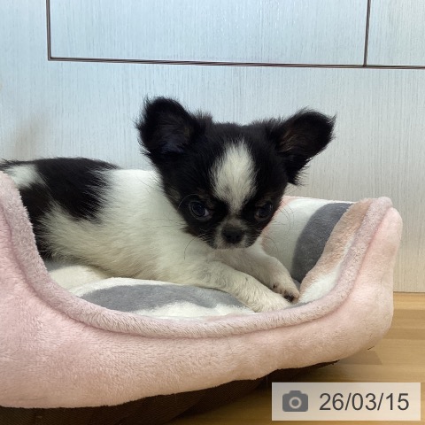 香川県のチワワ(ロング) (ペットプラス 高松店/2026年1月4日生まれ/男の子/ホワイトブラックタン)の子犬の4枚目の画像