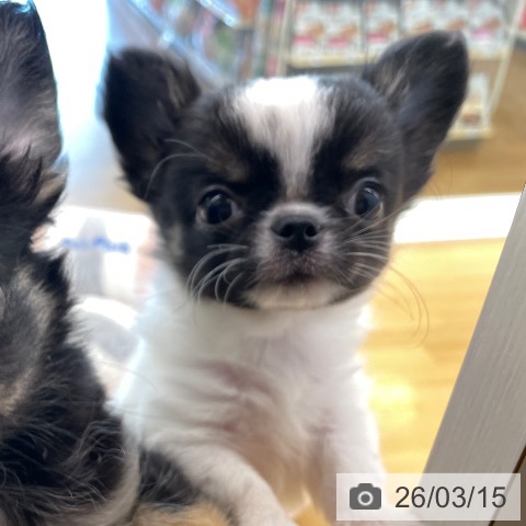 香川県のチワワ(ロング) (ペットプラス 高松店/2026年1月4日生まれ/男の子/ホワイトブラックタン)の子犬の3枚目の画像