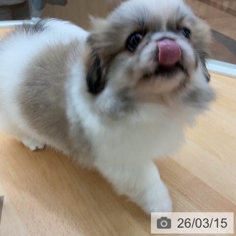 埼玉県のペキニーズ (ペットプラス 浦和美園店/2026年1月8日生まれ/女の子/パーティーカラー)の子犬の4枚目の画像