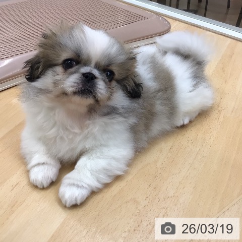 埼玉県のペキニーズ (ペットプラス 浦和美園店/2026年1月8日生まれ/女の子/パーティーカラー)の子犬の4枚目の画像