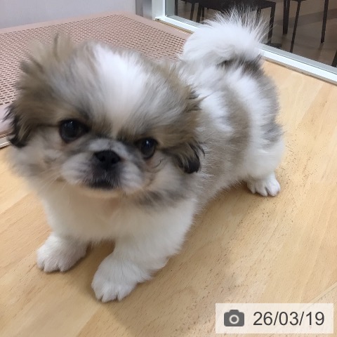 埼玉県のペキニーズ (ペットプラス 浦和美園店/2026年1月8日生まれ/女の子/パーティーカラー)の子犬の3枚目の画像