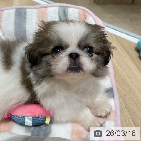 埼玉県のペキニーズ (ペットプラス ららぽーと富士見店/2026年1月8日生まれ/女の子/パーティーカラー)の子犬の3枚目の画像