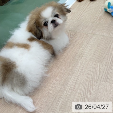 埼玉県のペキニーズ (ペットプラス 上尾店/2026年1月8日生まれ/女の子/パーティーカラー)の子犬の3枚目の画像