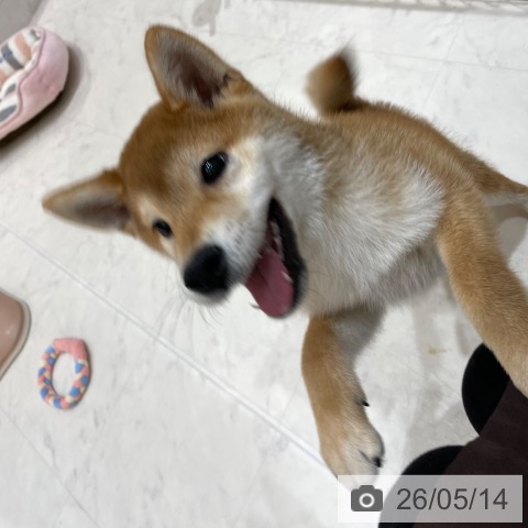 香川県の柴犬(標準サイズ) (ペットプラス 高松店/2026年1月10日生まれ/男の子/赤)の子犬の4枚目の画像