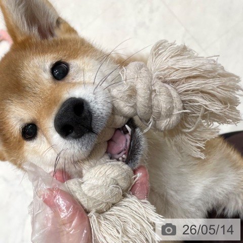 香川県の柴犬(標準サイズ) (ペットプラス 高松店/2026年1月10日生まれ/男の子/赤)の子犬の3枚目の画像