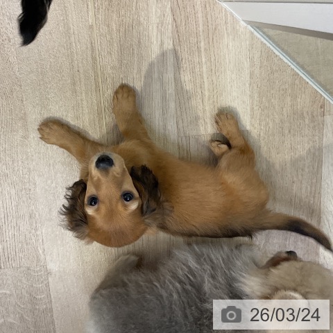 ミニチュア・ダックスフンドの写真