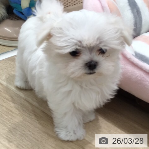 岐阜県のマルチーズ (ペットプラス 各務原店/2026年1月14日生まれ/男の子/ホワイト)の子犬の4枚目の画像