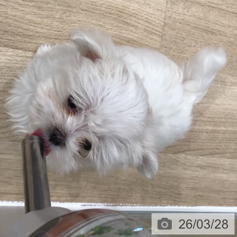 岐阜県のマルチーズ (ペットプラス 各務原店/2026年1月14日生まれ/男の子/ホワイト)の子犬の3枚目の画像