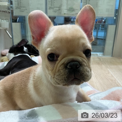 愛知県のフレンチブルドッグ (ペットプラス 岡崎店/2026年1月14日生まれ/女の子/クリーム)の子犬の3枚目の画像