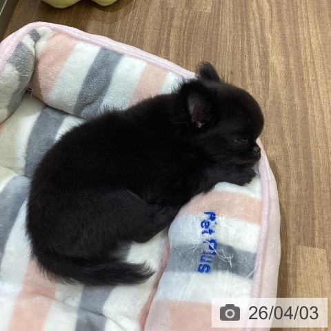 鳥取県のチワワ(ロング) (ペッツワン 日吉津店/2026年1月10日生まれ/男の子/ブラックホワイト)の子犬の3枚目の画像