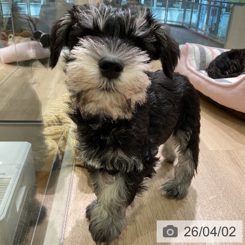 愛知県のミニチュアシュナウザー (ペットプラス 岡崎店/2026年1月16日生まれ/男の子/ブラックシルバー)の子犬の4枚目の画像