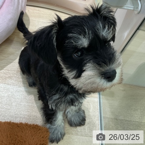 愛知県のミニチュアシュナウザー (ペットプラス 岡崎店/2026年1月16日生まれ/男の子/ブラックシルバー)の子犬の3枚目の画像