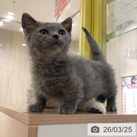 岡山県のスクーカム(スクークム) (ペットプラス 岡山店/2026年1月14日生まれ/女の子/ブルー)の子猫の4枚目の画像