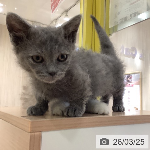 岡山県のスクーカム(スクークム) (ペットプラス 岡山店/2026年1月14日生まれ/女の子/ブルー)の子猫の3枚目の画像