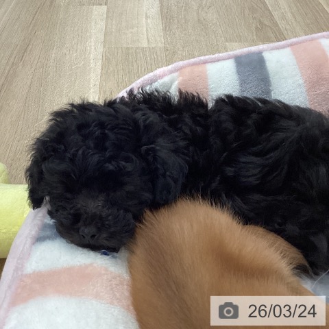 愛媛県のトイプードル(トイ) (ペットプラス 新居浜店/2026年1月16日生まれ/女の子/ブラック)の子犬の4枚目の画像