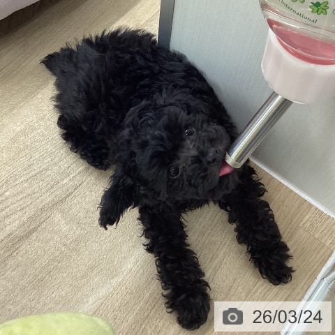 愛媛県のトイプードル(トイ) (ペットプラス 新居浜店/2026年1月16日生まれ/女の子/ブラック)の子犬の3枚目の画像
