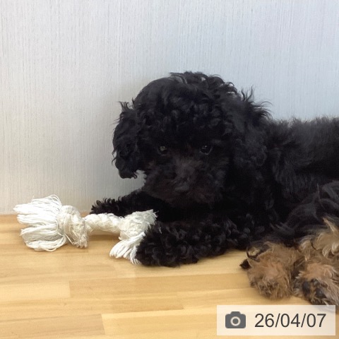 香川県のトイプードル(トイ) (ペットプラス 高松店/2026年1月16日生まれ/女の子/ブラック)の子犬の3枚目の画像