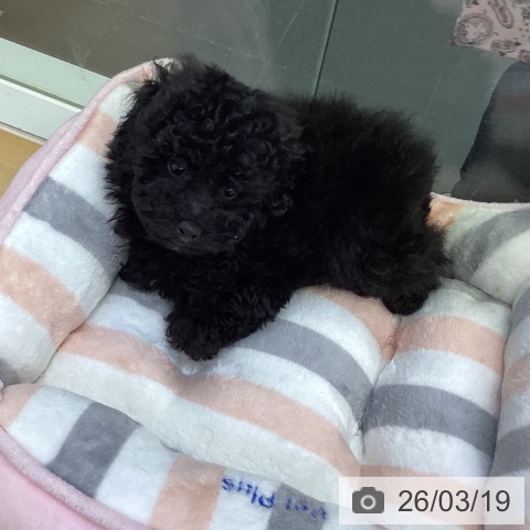 トイ・プードルの写真