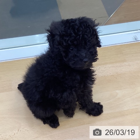 トイ・プードルの写真