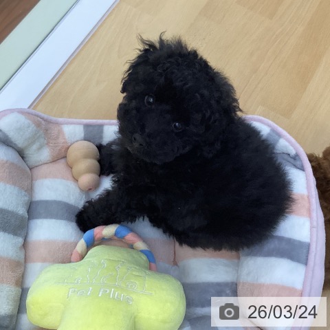 香川県のトイプードル(トイ) (ペットプラス 綾川店/2026年1月12日生まれ/男の子/ブラック)の子犬の4枚目の画像