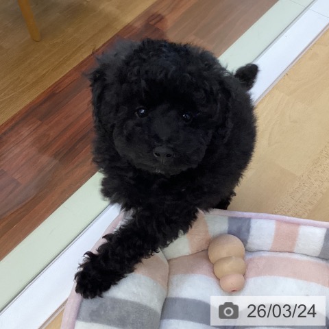 香川県のトイプードル(トイ) (ペットプラス 綾川店/2026年1月12日生まれ/男の子/ブラック)の子犬の3枚目の画像